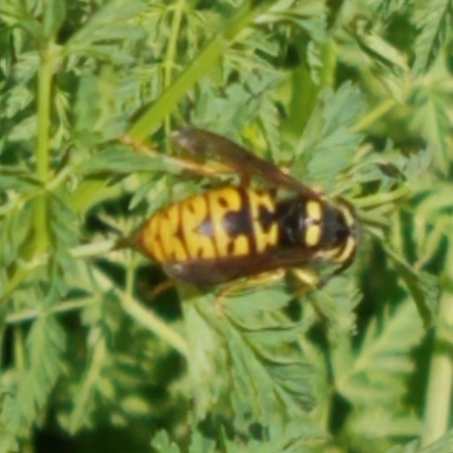 Prairie Yellowjacket photo 3