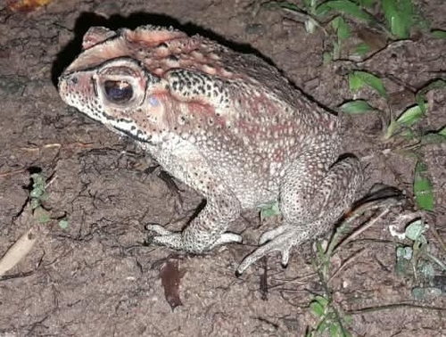 Asian Common Toad