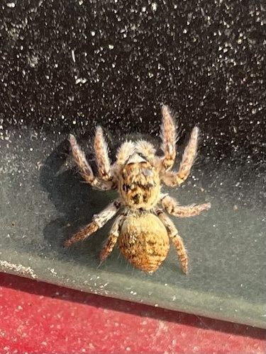 Carrhotus xanthogramma