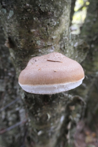 birch polypore