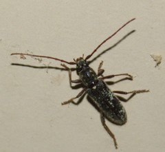 Anelaphus niveivestitus