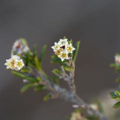 Spyridium eriocephalum