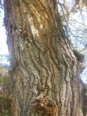 Populus mexicana