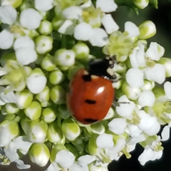 Coccinella transversoguttata