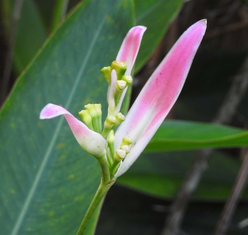 Heliconiaceae image