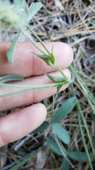 Trifolium eriocephalum