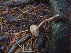 Entoloma edulis