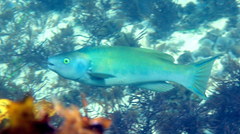 Olisthops cyanomelas