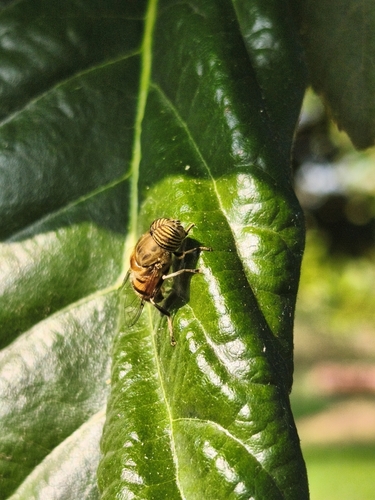 Stripe-eyed Lagoon Fly