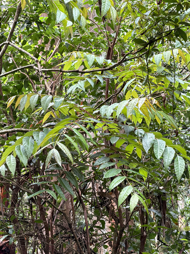 Toona ciliata observed 2026-10-16