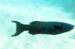 Olisthops cyanomelas