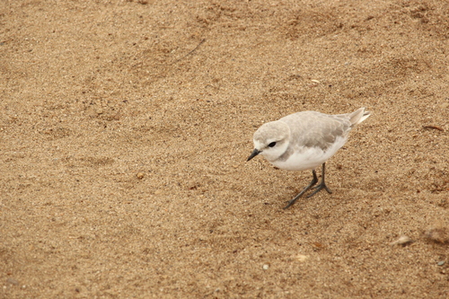 iNaturalist image
