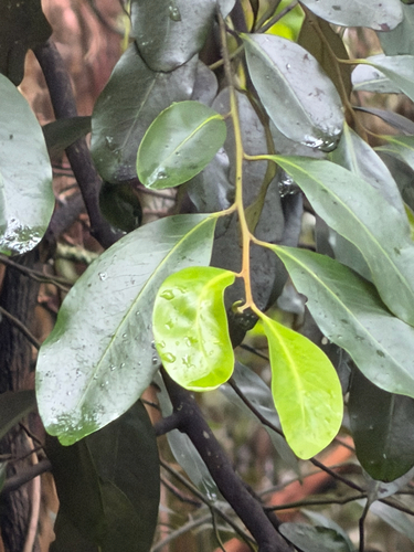 Diospyros australis observed 2026-10-16