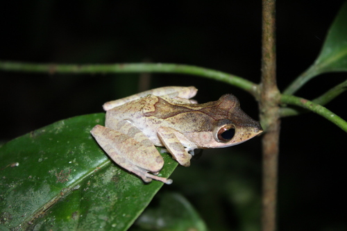 Polypedates colletti observed 2026-10-08