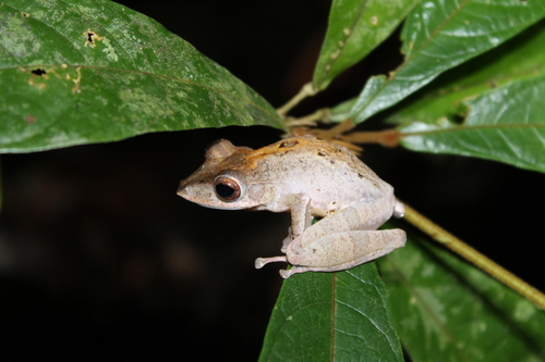Polypedates colletti observed 2026-10-08