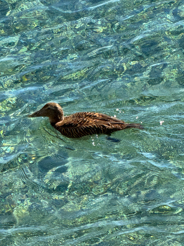 Common Eider