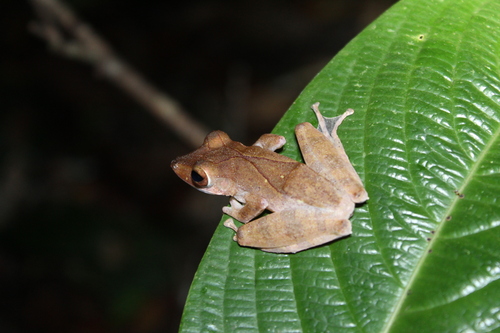 Polypedates colletti observed 2026-10-08
