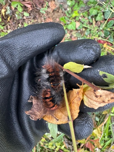 Fox Moth