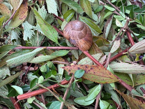 Roman Snail