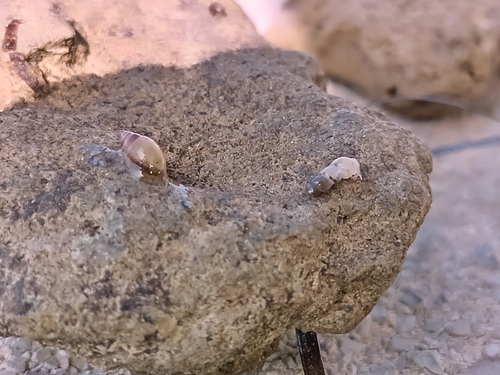 Truncatella subcylindrica, 2026-10-16