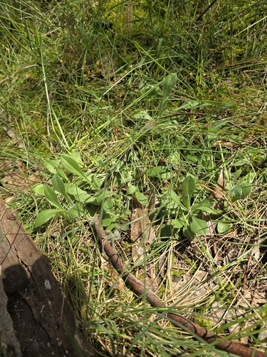 Brunonia australis (Brunonia australis)