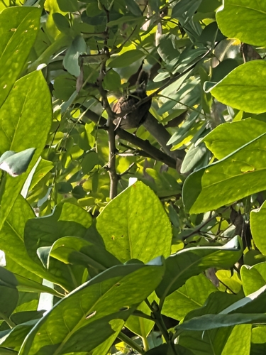 Eurasian Wren