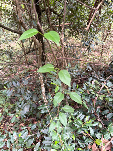 Tylophora observed 2026-10-16