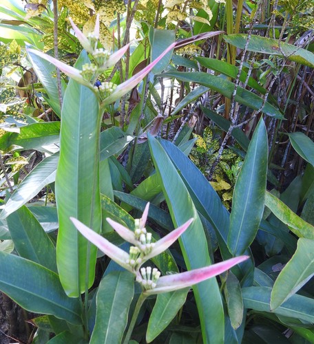 Heliconia psittacorum image