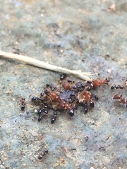 Pheidole metallescens