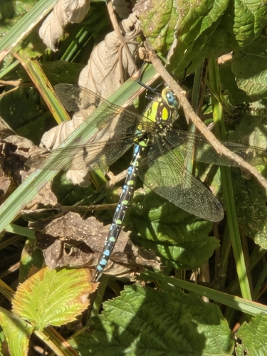 Southern Hawker