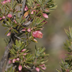 Brachyloma ericoides