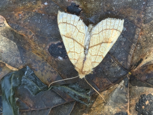 Orange Sallow