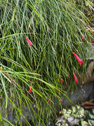 Russelia equisetiformis observed 2026-10-16