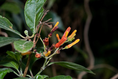 Hamelia rostrata