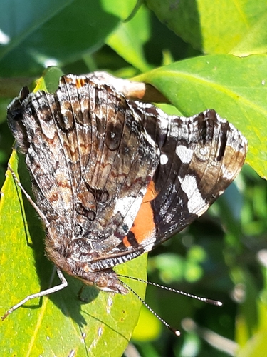 Red Admiral