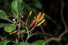 Hamelia rostrata