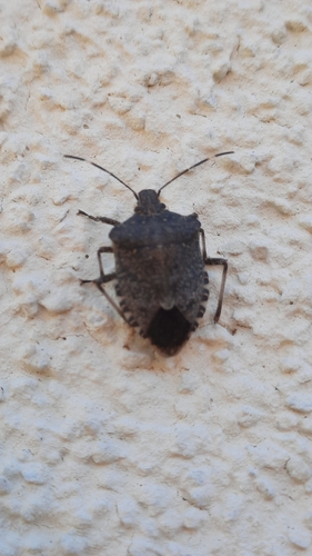 Brown Marmorated Stink Bug