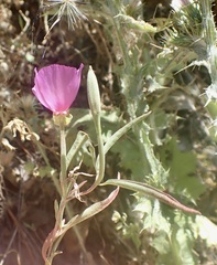 Clarkia rubicunda