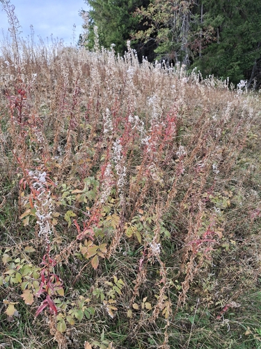 fireweed