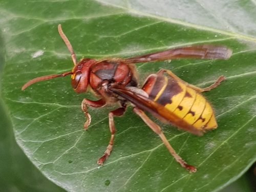 European Hornet