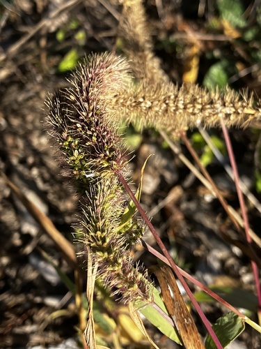 Setaria verticillata observed 2026-10-16