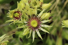 Sempervivum