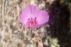 Clarkia rubicunda