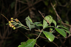 Hamelia rostrata
