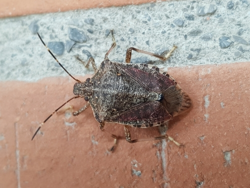Brown Marmorated Stink Bug