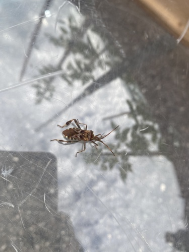 Western Conifer Seed Bug