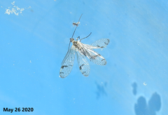 Mecoptera