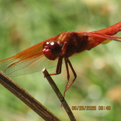 Libellula saturata
