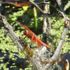Libellula saturata