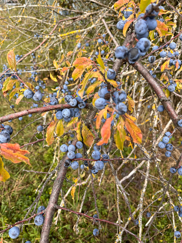 Blackthorn